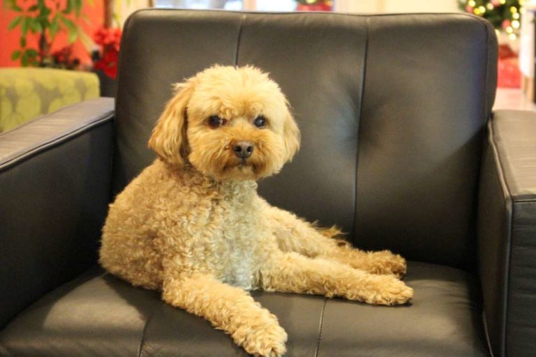 Pets Queens Hotel Queensborough, New Westminster BC